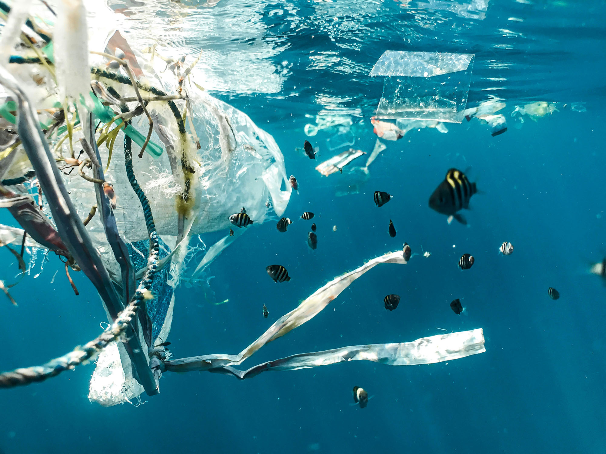 Clown fish swimming around plastic, rope, and other trash in the ocean